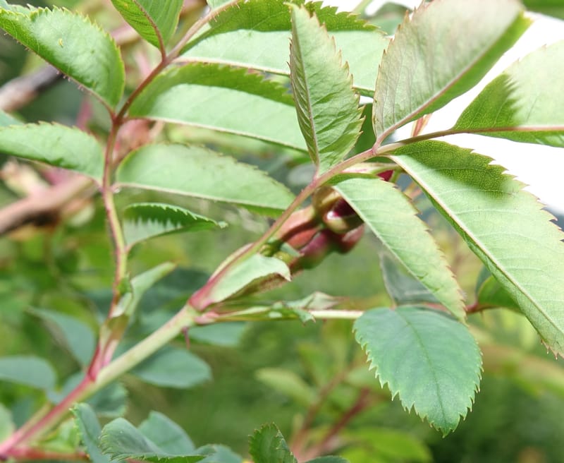 Rosa pendulina, Davidson, C 13265--Switzerland. Oberwald. Chapel St. Nikolas. 2 Jul 2016. DSC07728 (747).JPG