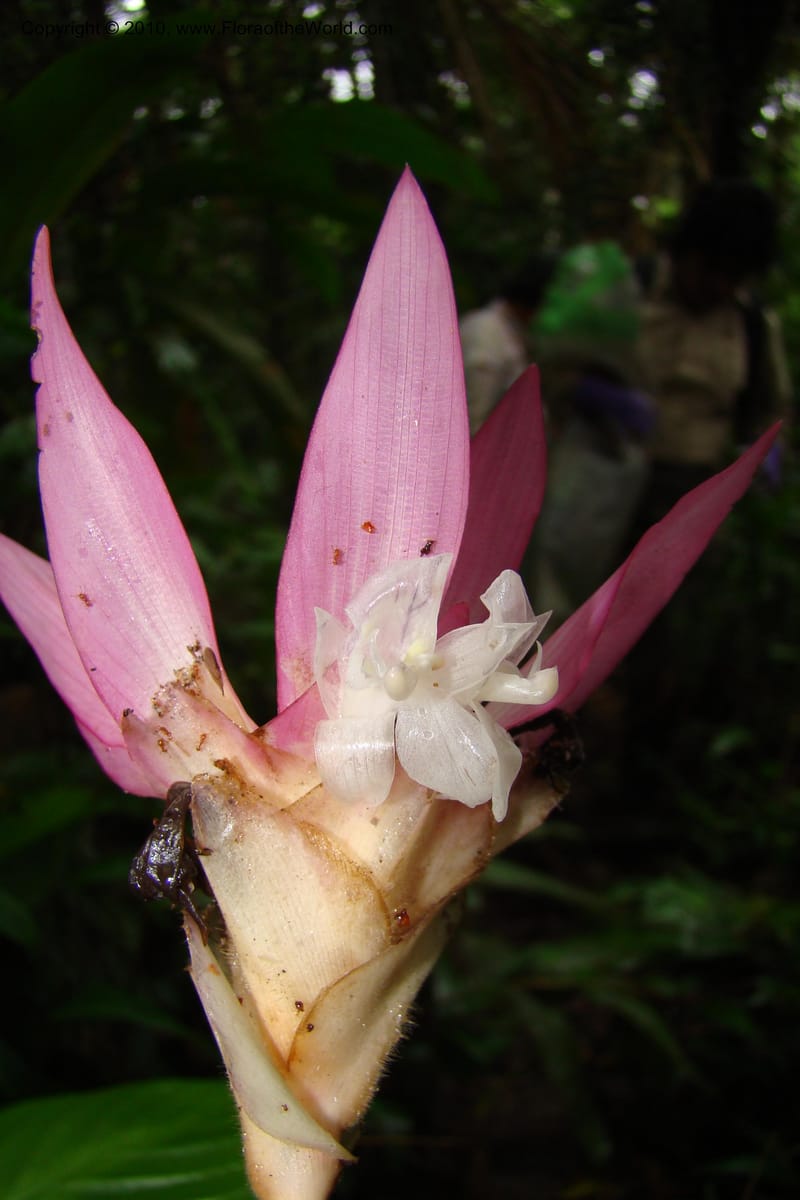Calathea, R. Vasquez 34907--Peru. Loreto. Dto. Parinari. Tacshacocha. R. Samiria. 14 Nov 08. 064.jpg