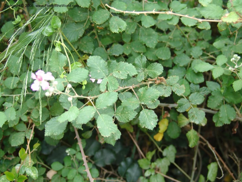 Rubus sanctus--Crete. Ep. Kisamos. Sirikari Gorge. 25 May 05. 300.jpg