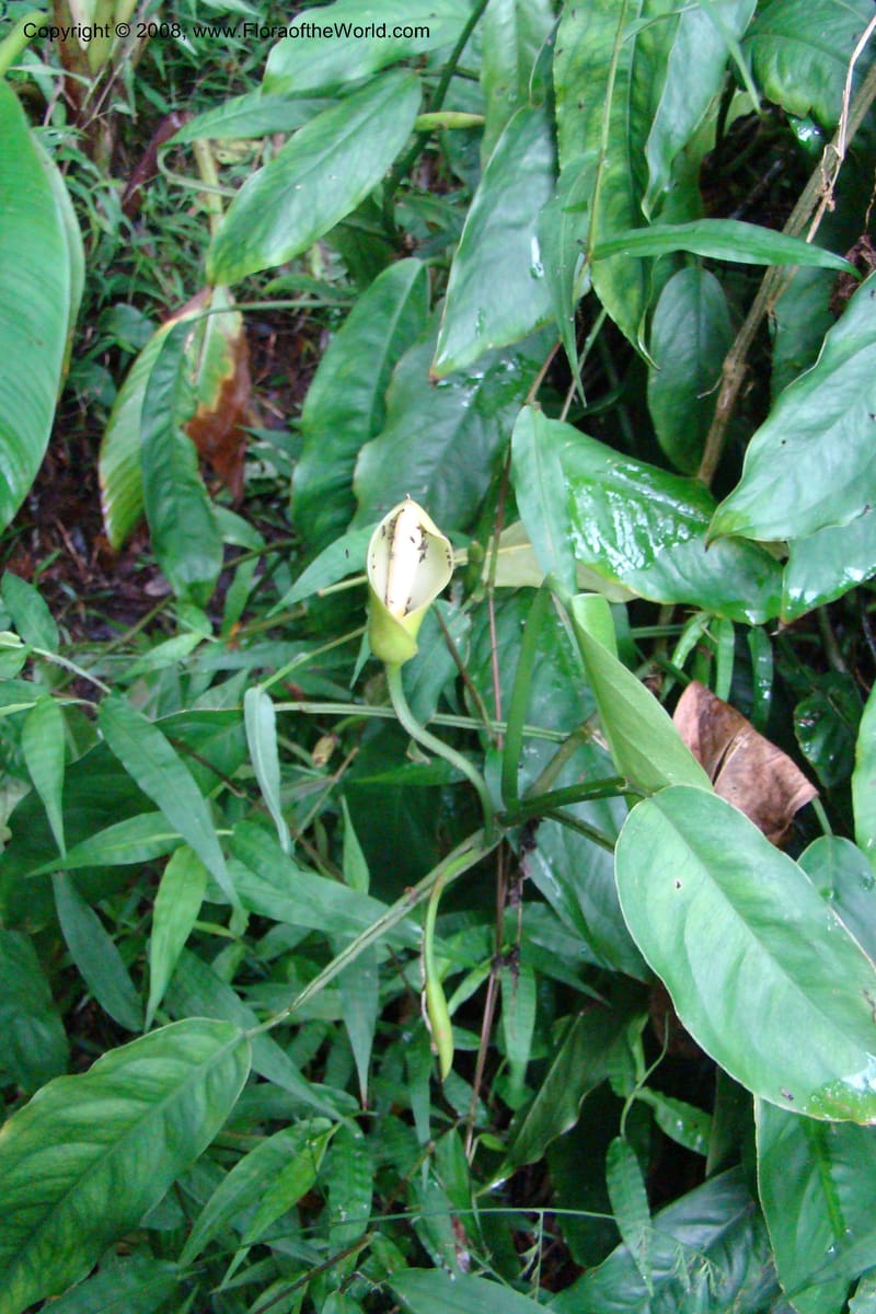 Culcasia falcifolia, WKindeketa2987--Tanz. Rungwe Distr. Rungwe For. Res. 24 Jan 08. 172.jpg