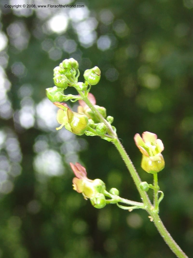 Scrophularia lanceolata, CDavidson11115--ID. Adams Co. For. Serv. Rd. 453, to Goose Lk. 20 Jul 07. 155.jpg