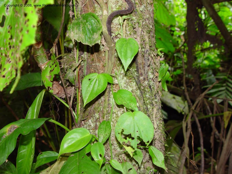 Peperomia urocarpa, CDavidson10889--Costa Rica. La Selva Biol. Station. 18 Feb 02. 001.jpg