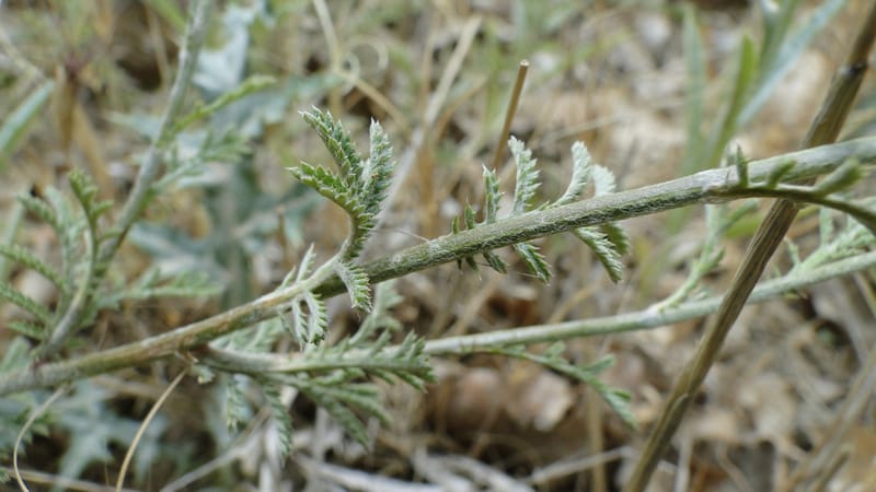 Anthemis tinctoria, 4.10--Iraq. Kurdistan. Shakh-i Sakran. 19 June 2010. 124 (3).jpg