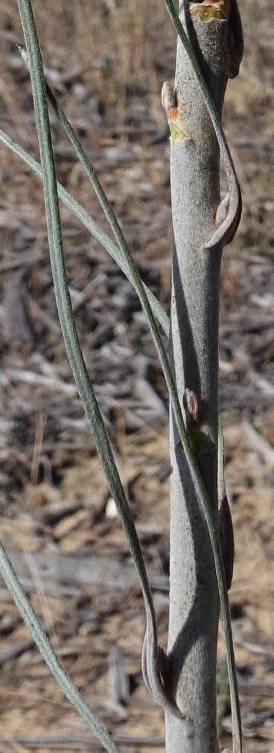 Grevillea leucopteris, Davidson, C 13440--Australia. W.A. Eneabba-Coolimba Rd. 24 Oct 2016. DSC05242 (82).JPG