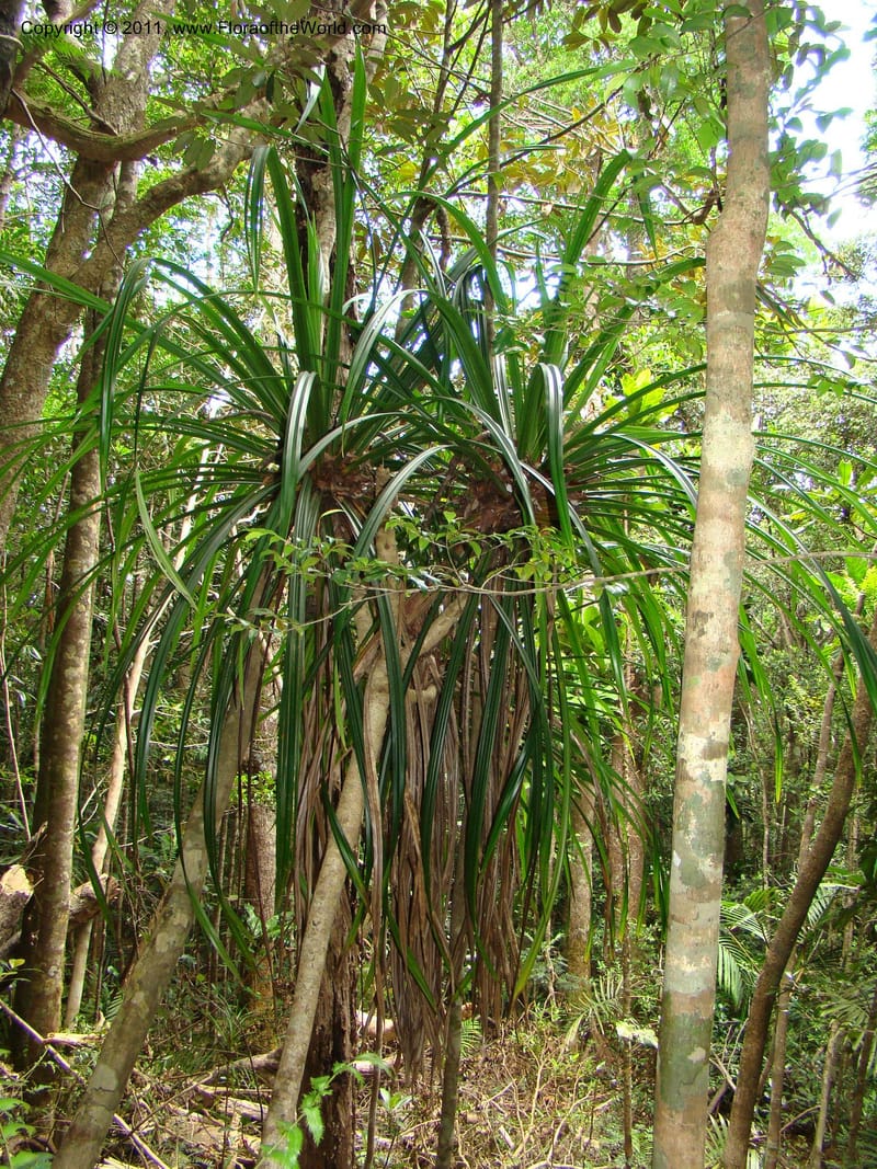 Pandanus balansae, M. Callmander 828--New Caledonia. Mont Dzumac road. 23 Jan 2010. 001 (583).jpg