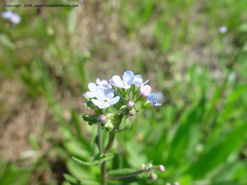 Myosotis--ID. Valley Co. Payette Lake. 12 Jun 03. 107.jpg