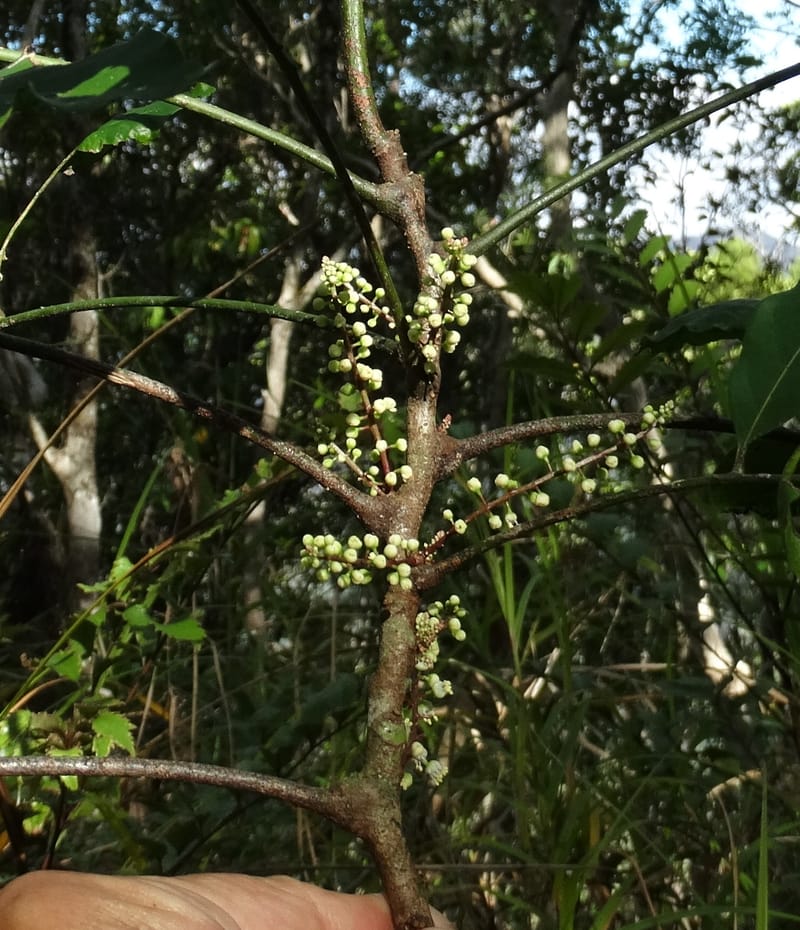 Cupaniopsis inoploea, Munzinger, J 7406--New Caledonia. Haute Robinson. 11 Nov. 2015. DSC00909 (530).JPG
