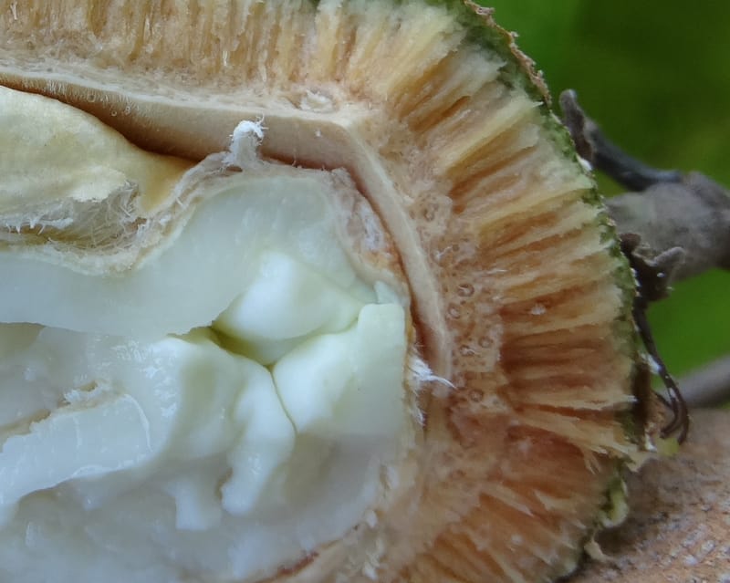 Atuna racemosa, Munzinger, J 7370--Fiji. Wailevu Rd. 6 Nov 2015. FDSC09813 (10).JPG