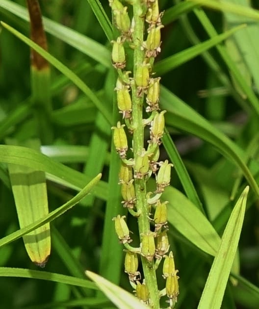 Japanolirion osense--Japan. Hokkaido. Teshio Exptl. For. 3 Aug 2016. DSC00757 (37).JPG