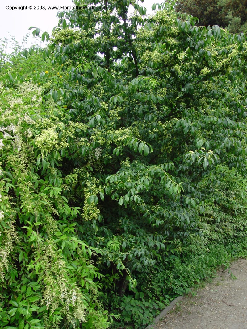 Euonymus--France. Paris. Jardin des Plantes.  30 May 03. 015.jpg