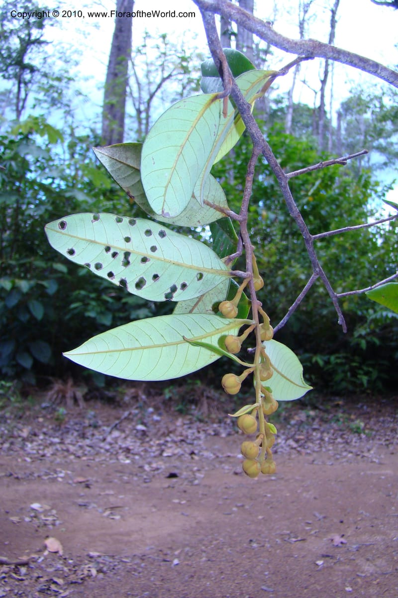 Caraipa parvifolia, Mori 27365--French Guiana. RN 2, E of Regina and E of bridge. 3 Nov 09. 003.jpg