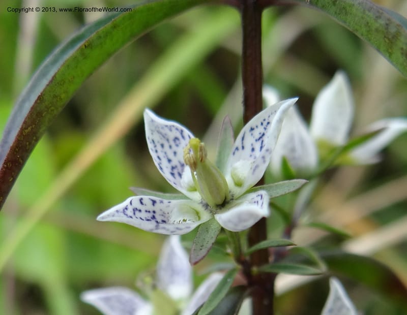 Swertia angustifolia, VC 5497--Thailand. Chiang Mai Prov. Doi Inthanon Nat. Park. 8 Nov 2012. DSC07747 (225).JPG