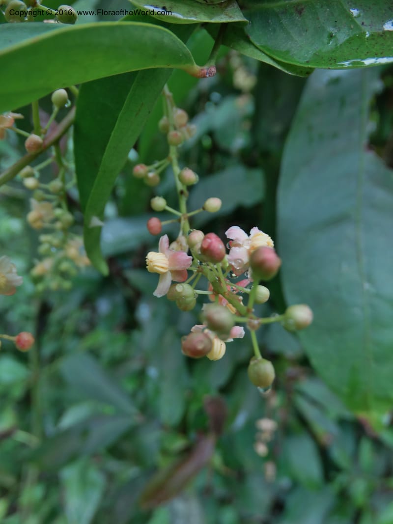 Lepisanthes fruticosa, Buerki, S 361--Sabah. Ulu Senagang. 9 Oct 2014. DSC03434 (28).JPG