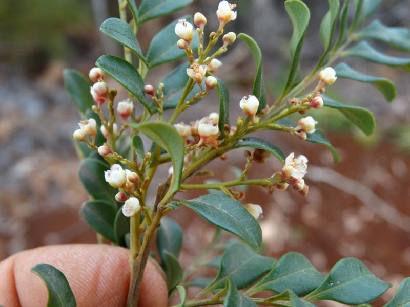 Guioa villosa, Callmander, M 1257--New Caledonia. Tiebaghi. 17 Nov 2015. DSC03437 (190).JPG