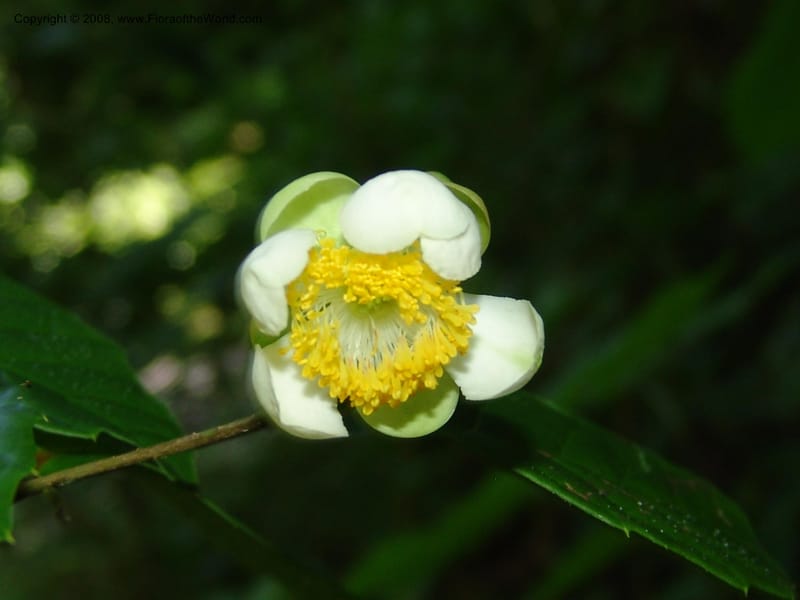Tetracera, WKindeketa2890--Tanz. Mahenge F. R.  Mahenge-Ifakara. 16 Feb 06. 420.jpg