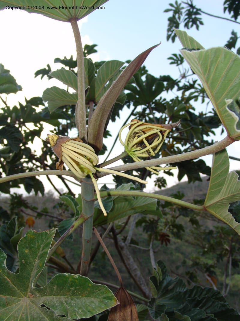 Cecropia polystachya, AAraujoM2988--Bolivia. N of Apolo. Rio Machariapu. 18 Sep 06. 472.jpg