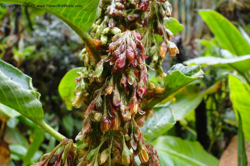 Rumex tolimensis, Ulloa 1994--Ecuador. Napo. Papallacta to Baeza. 1 Jun 2011. 376 (25).jpg