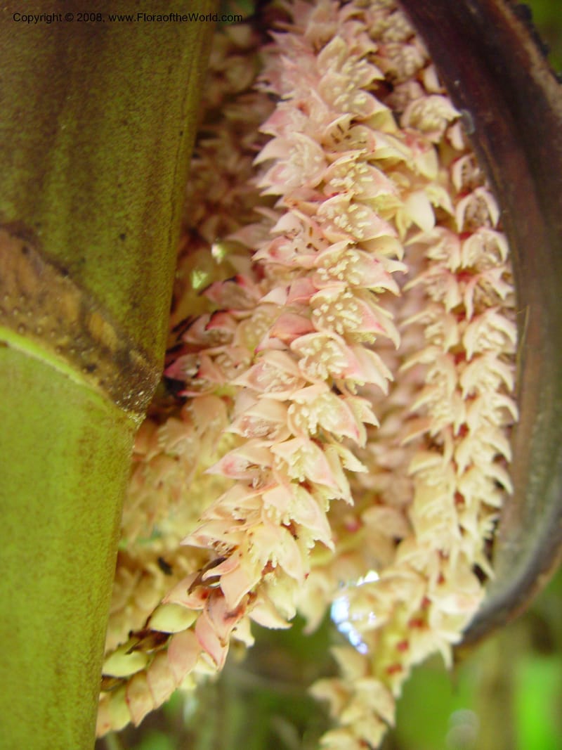 Pinanga kuhlii--FL. Fairchild Tropical Gard. 7 Apr 03. 145.jpg