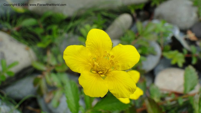 Potentilla anserina, C. Davidson 11781--CA. Humboldt Co. Trinidad State Beach. 18 August 2010. 081 (36).jpg