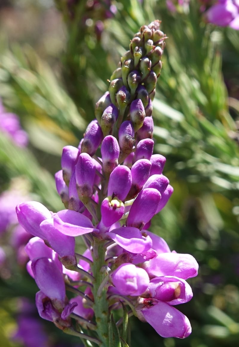 Comesperma, Davidson, C 13424--Australia. W.A. Green Head-Coorow Rd. Stop 2. 24 Oct 2016. DSC04873 (2).JPG