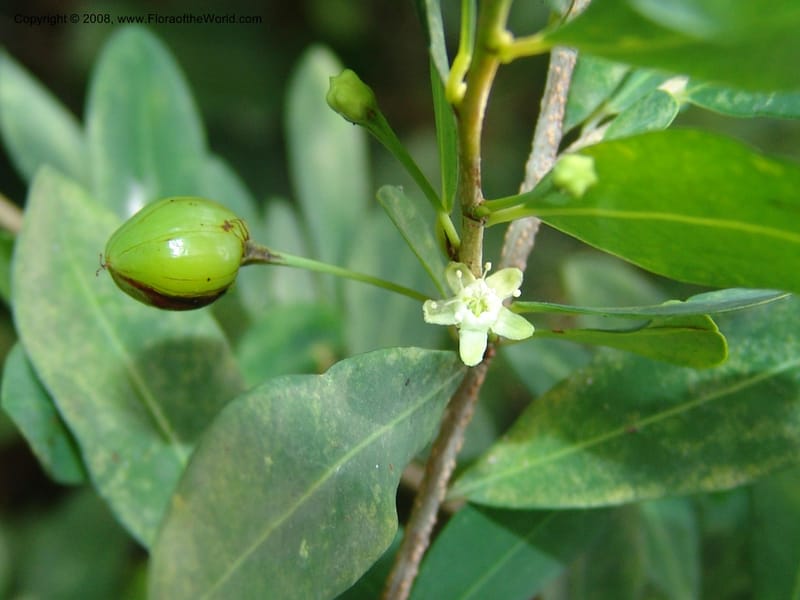 Erythroxylum delagoense--So. Africa. Lowveld Nat. Bot. Gard. 2. 14 Mch 05. 005.jpg