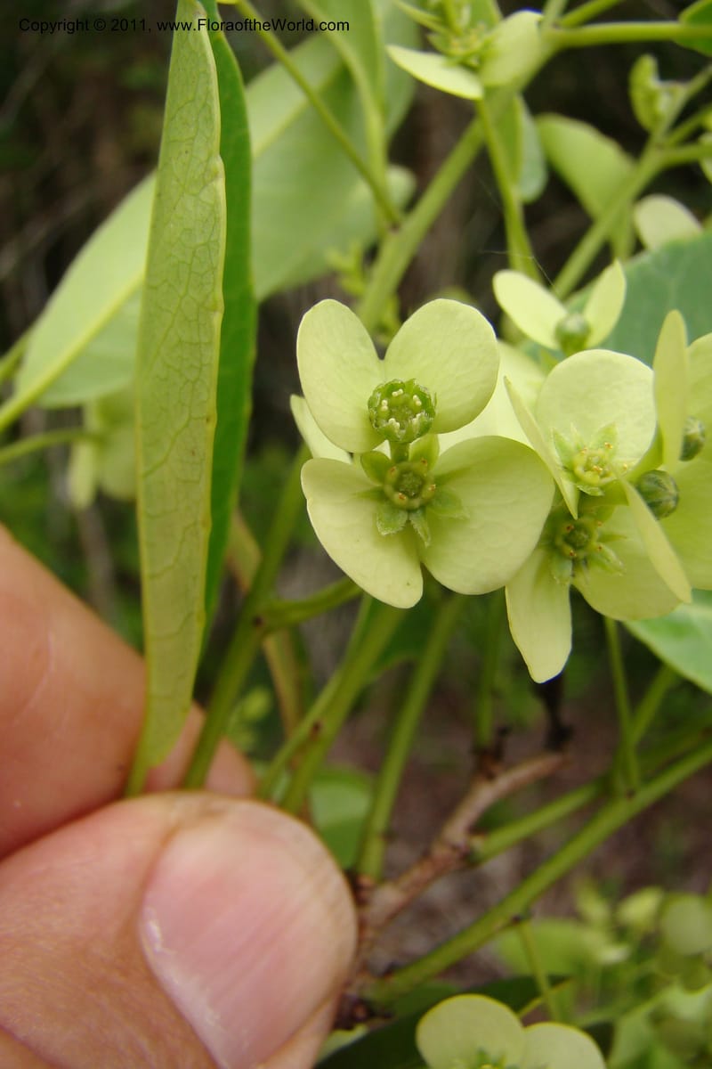 Homalium involucratum, Razafindraibe 190--Madagascar. Prov. Fianarantsoa. RN 12. 14 Jan 09. 019 (12).jpg