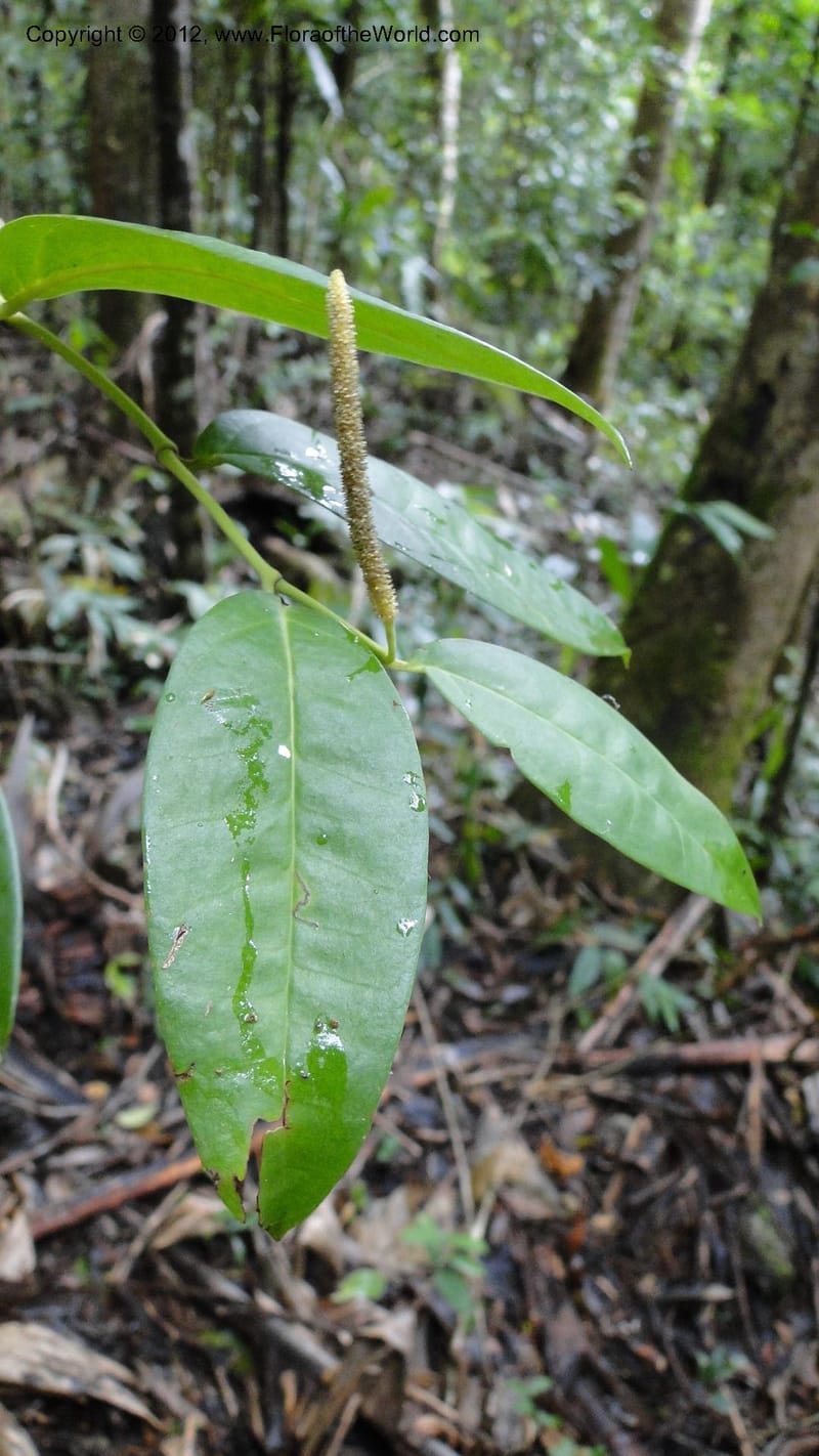Piper pyrifolium, A. Ramahefaharivelo 163--Madagascar. Ambolotara. Ambodini, Vatovavy. 3 May 2010 112 (19).jpg