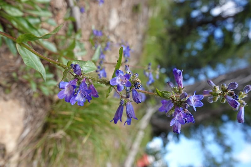Penstemon albertinus, C. Davidson 13840--ID. Shoshone Co. Freezeout Rd. FR 301. 10 Jul 2018. DSC06582 (262).JPG