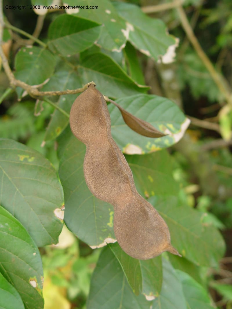 Millettia--Cameroon. Limbe Botanic Garden. 4 Dec 03. 281.jpg