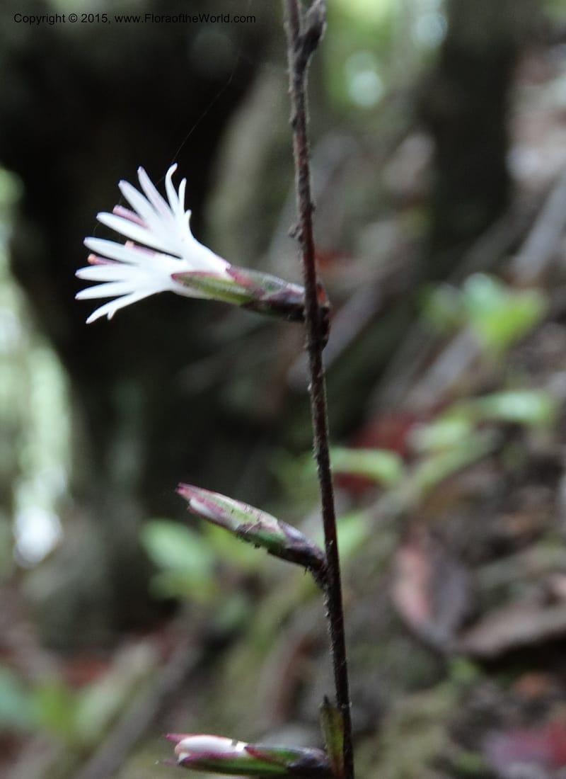 Ainsliaea, Boufford, D 43726--China. Sichuan. YangLiuPing to LongDianZi. 14 May 2014. DSC06764 (4).JPG