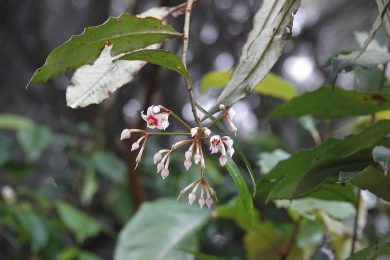 Ardisia virens, D. Boufford 44152--China. Yunnan. Bam Po village. 5 May 2018. DSC02406 (221).JPG