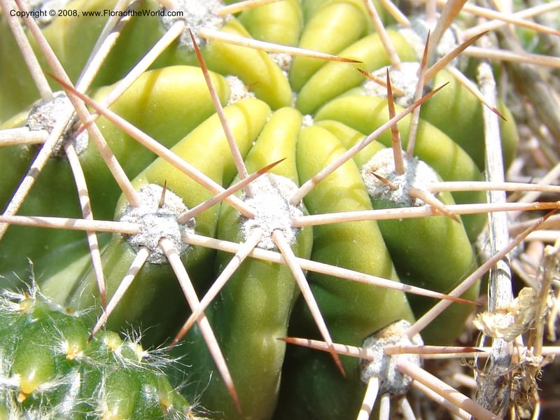 Echinopsis bridgesii--Bolivia. La Paz. Send. Aguila. 4 Dec 04. 138.jpg