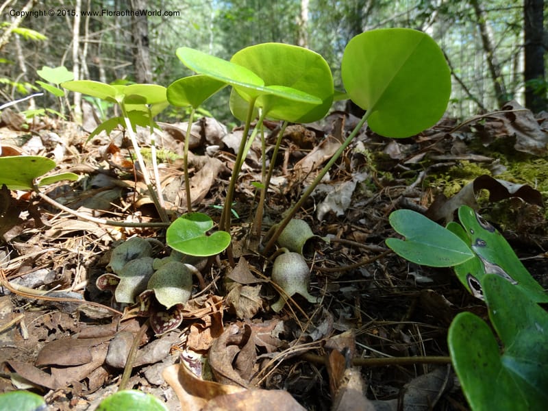 Asarum shuttleworthii, Davidson, C 12948--North Carolina. Trans. Co. W Cradle of For. 11 May 2015. DSC03837 (31).JPG