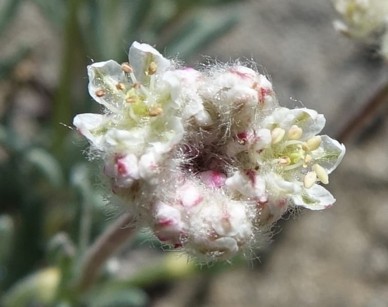 Eriogonum thymoides, C. Davidson 13549--ID. Blaine Co. Rock Creek Preserve. TNC. 13 May 2017. DSC00171 (176).JPG