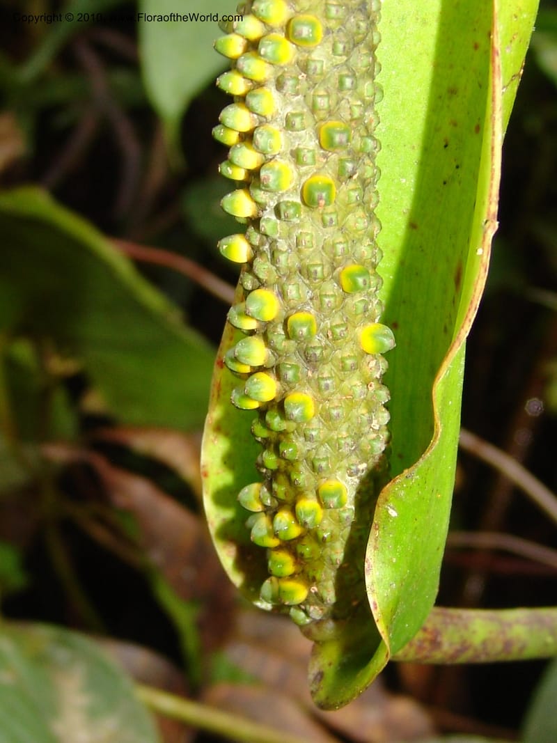 Anthurium incomptum, Croat 96349--Ecuador. Prov. Pichincha. Pacto-Pto. Quito Rd.. 25 Mar 06. 028 (14).jpg