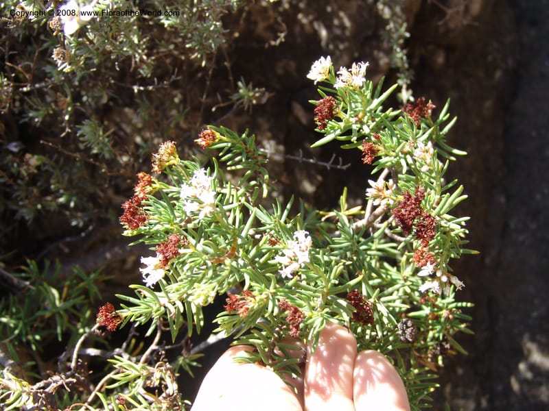 Crassula sarcocaulis--So.Africa. E. Cape. Joubert's Pass, SE of Lady Gray. 9 Mch 05. 111.jpg