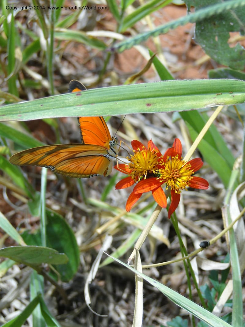 Bidens gardneri, [Stevens,  W. D 31068], Cerro Cora, 16 Mar 2011 1776 (2).JPG