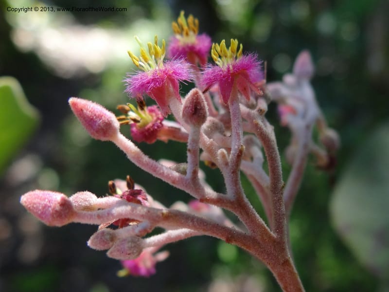 Petenaea cordata, Martinez-Melendez, M 424--Mexico, Chiapas, Palenque-Ocosingo 17 Feb 2012  3184 (23).JPG