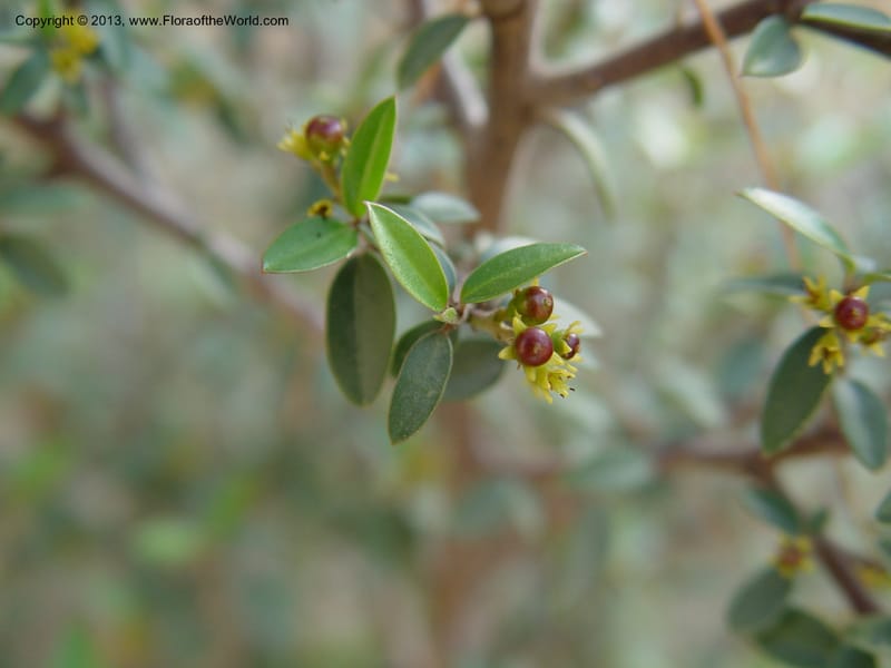 Rhamnus alaternus--Spain. Andalucia. E of Orgiva. Barranco de los Lobos. 1 (46).jpg
