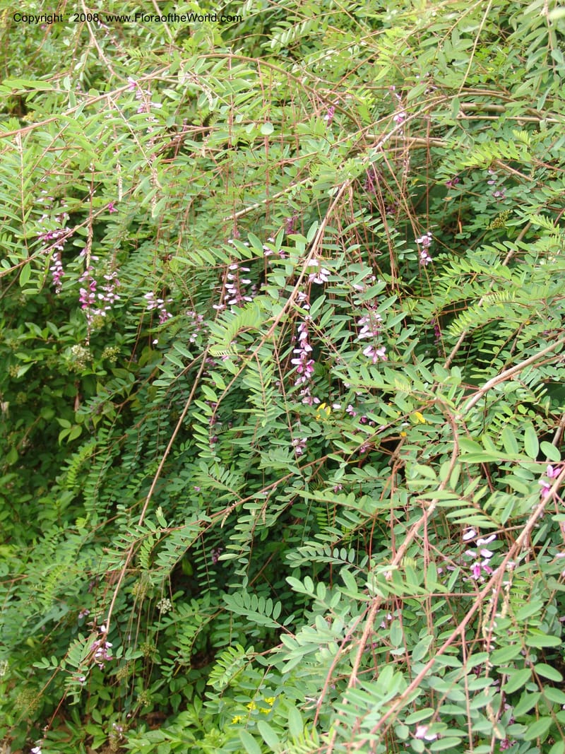 Indigofera pendula, 2000.0089--CA. San Francisco Arbor. 3 Jul 07. 031.jpg