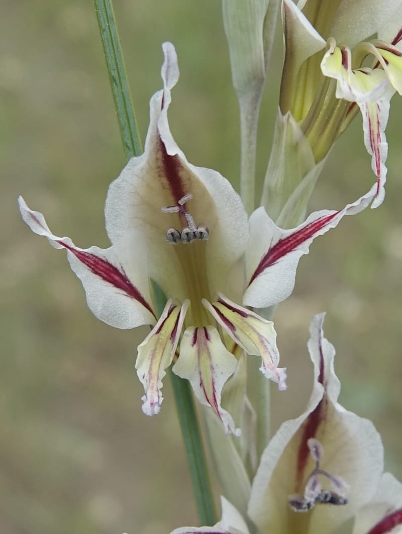 Gladiolus permeabilis, L. Nanyeni 1274--Namibia. Hwy D2859. Odom 418. 30 March 2018. DSC04324 (101).JPG