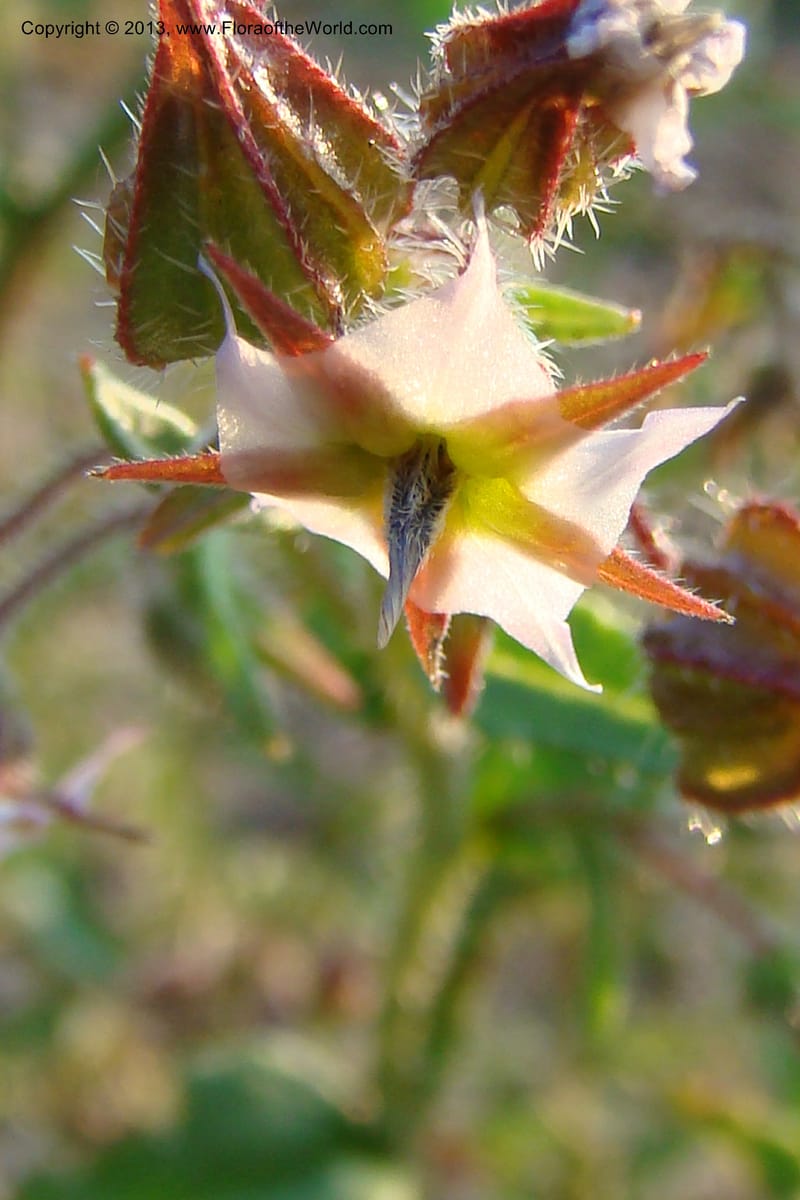 Trichodesma, C. Davidson 11554--South Africa. Northern Cape. Toward Gannabos. 25 Aug 09. 070 (3).jpg