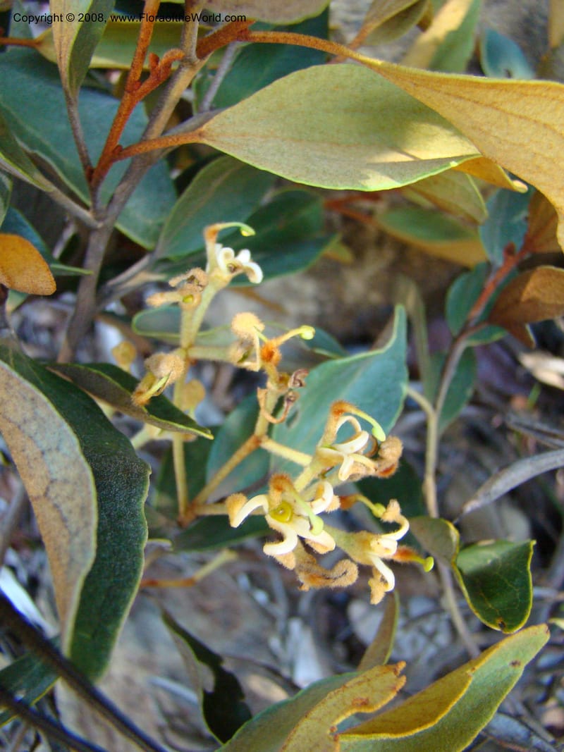 Stenocarpus tremuloides, JMunzinger4663--N.Caled. Dumbea Dam, Dumbea Riv. 11 Nov 07. 175.jpg