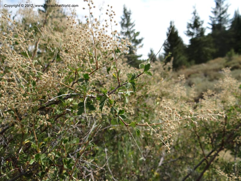 Holodiscus dumosus, Davidson, C 12105--ID. Owyhee Co. Silver City. 21 Aug 2012. DSC04305 (164).JPG