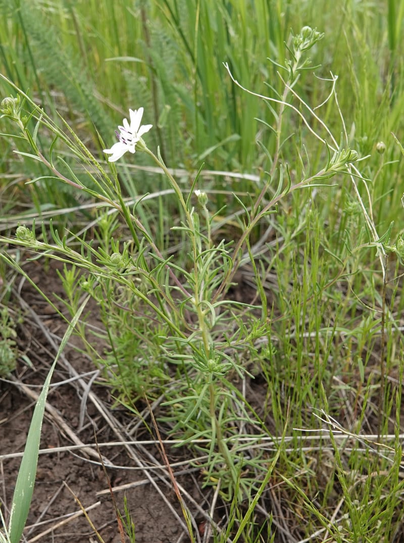 Blepharipappus scaber, C. Davidson 13761--Oregon. Wallowa Co. Zumwalt.Trail Cr. Rd. 4 Jun 2018. DSC04078 (430).JPG