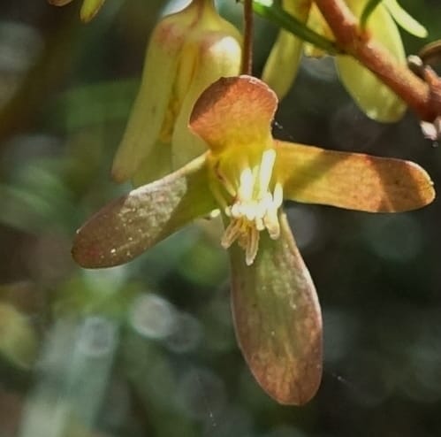 Aphanopetalum clematideum, Davidson, C 13444--Australia. W.A. Geraldton. Chapman River. 25 Oct 2016.  (13).JPG