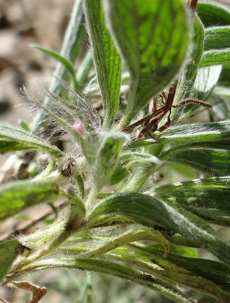 Stachys lavandulifolia--Iraq. Kurdistan. Shakh-i-Pira Magrun. 25 May 2013. DSC05267 (104).JPG