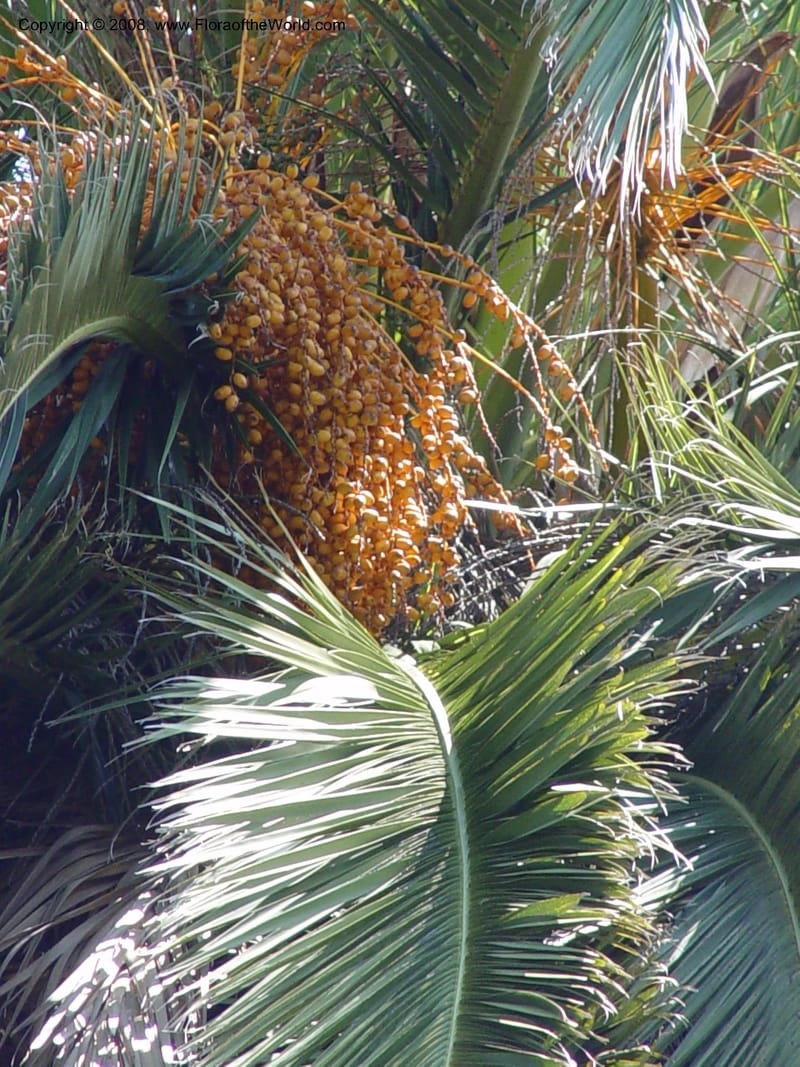 Phoenix canariensis--Spain. Blanes. Marimurtra Bot. Gard. 24 Apr 04. 115.jpg