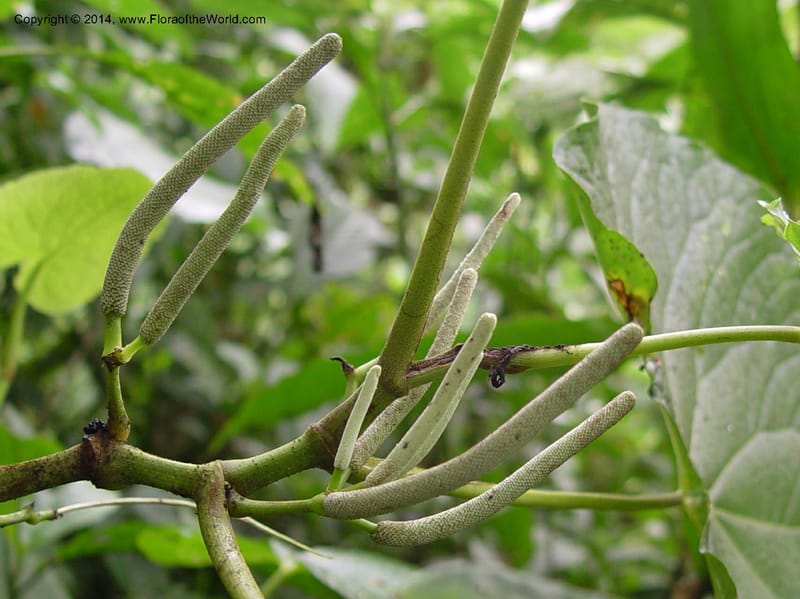 Piper umbellatum--Cameroon. Mt. Cameroon. 5 Dec 03. 056a (1).jpg