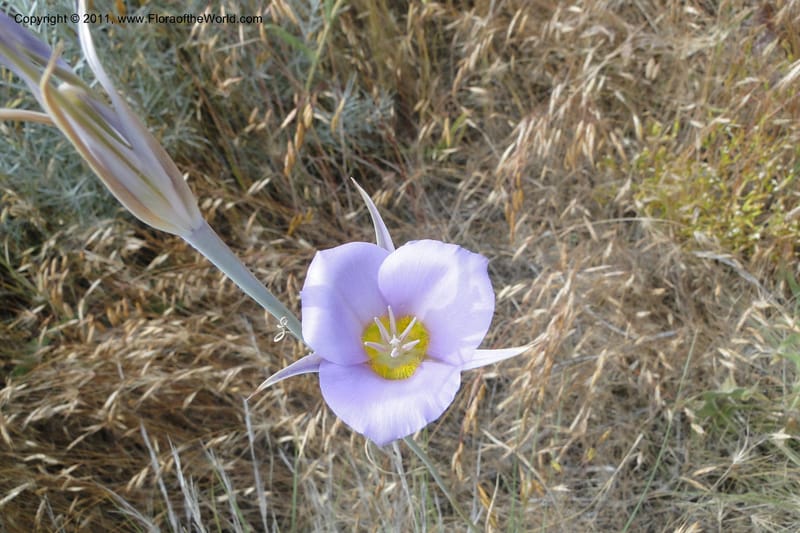 Calochortus macrocarpus, Davidson, C 11891--Idaho. Ada Co. Boise Foothills. 12 Jul 2011. 013 (3).jpg